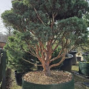 Pinus syl. 'Watereri' Bonsai Airpot 200/225cm.