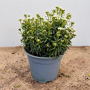 Iberis semp. 'Fischbeck' Container 1,3lt. 10/15cm.