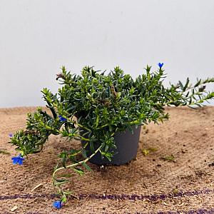 Lithodora diffusa 'Grace Ward' Container 1,3lt. 10/15cm.