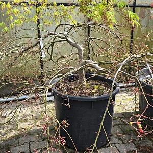 Acer pal. 'Dissectum Viridis' Container 160lt.