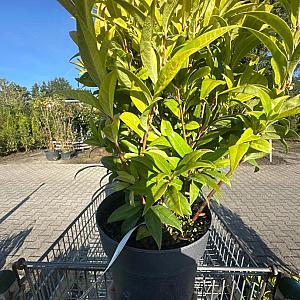 Sarcococca humilis 'Winter Gem' Container 2lt. 30/35cm.