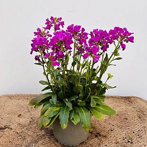 Arabis blepharophylla Container 2lt. 15/20cm.