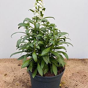 Erysimum 'Leya White' Container 1lt. 20/25cm.