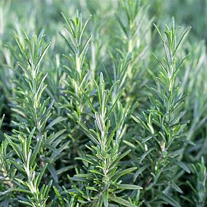Rosmarinus officinalis Container 1,5lt. 15/20cm.