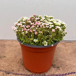 Saxifraga arendsii Container 1,3lt. 15/20cm.