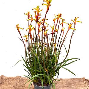 Anigozanthus Container 3lt.