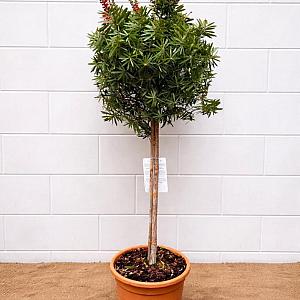 Callistemon citr. 'Massotti' Container 7,5lt.