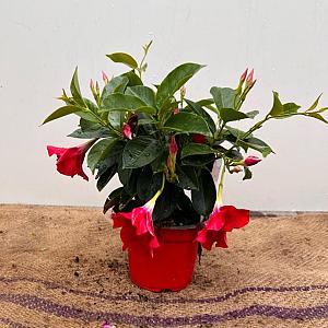 Mandevilla 'Rio' Container 1,5lt. 30/40cm.