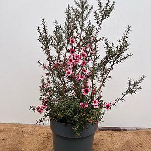 Leptospermum scoparium Container 3lt.