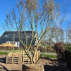 Acer palmatum Meerstammig Draadkluit 400/450cm.