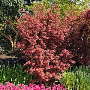 Acer pal. 'Jerry Schwartz' Container 50lt. 140/160cm.