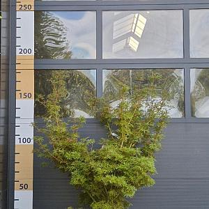 Acer pal. 'Jerry Schwartz' Container 50lt. 140/160cm.