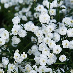 Achillea ptar. 'The Pearl' Pot 9cm.