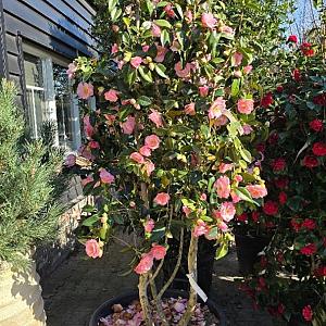Camelia jap. 'Citation' Meerstammig Container 70lt. 175/200cm.