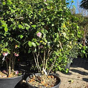 Camelia jap. 'Debutante' Meerstammig Container 70lt. 175/200cm.
