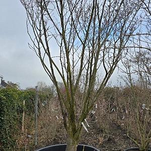 Hamamelis int. 'Westerstede' Meerstammig Container 500lt. 350/400cm.