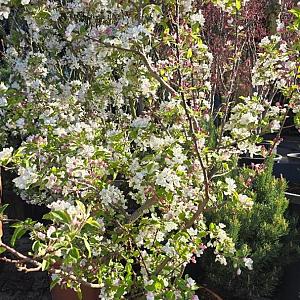 Malus 'Evereste' Swing Container 50lt. 180/200cm.