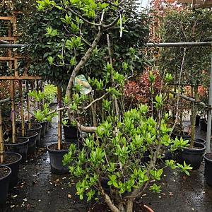 Mespilus germanica Swing Container 50lt. 180/200cm.
