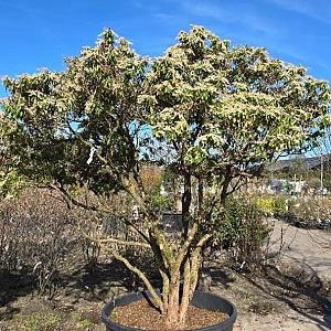 Pieris japonica Meerstammig Container 500lt. 200/250cm.