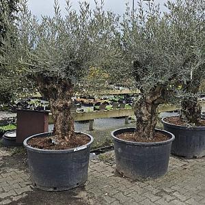 Olea europaea 'Bonsai' Container 285lt.