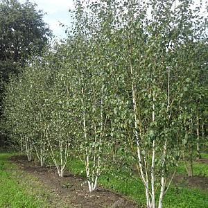Betula u. jacquemontii Meerstammig Draadkluit 600/700cm.
