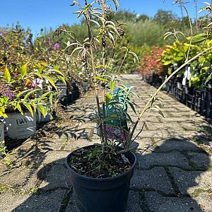 Buddleja dav. 'Nanho Purple' Container 3lt. 50/60cm.