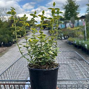 Euonymus fort. 'Emerald 'n Gold' Container 3lt. 15/20cm.