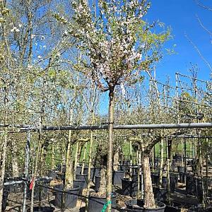 Prunus 'The Bride' Container 40lt. 14/16cm.