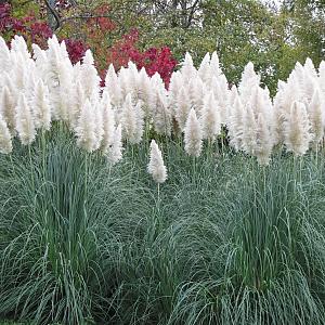 Cortaderia selloana Container 4lt. 45/50cm.