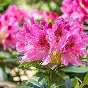 Rhododendron 'Cosmopolitan' Container 5lt. 50/60cm.