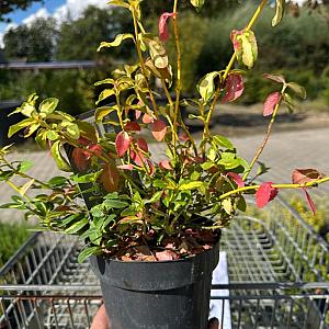 Euonymus fort. 'Blondy' Container 3lt. 20/25cm.