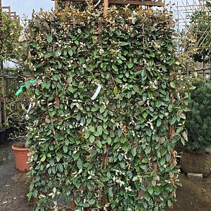 Elaeagnus ebbingei Paneel Container 50lt. 160*110cm.