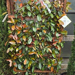 Photinia fraseri 'Red Robin' Paneel Container 35lt. 120*70cm.