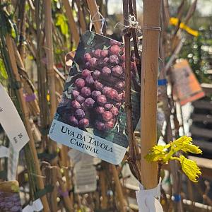 Vitis vinifera in soorten Container 5lt. 160/180cm.