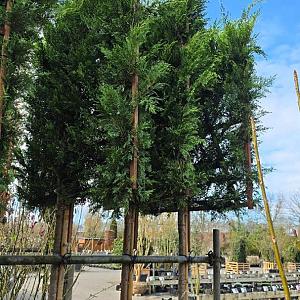 Cupressocyparis leylandii Leivorm Container 40lt. 10/12cm. stam 180cm. rek 120*120