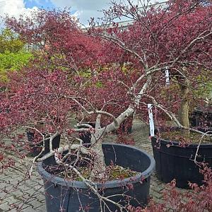 Acer pal. 'Dissectum Nigrum' Container 285lt.