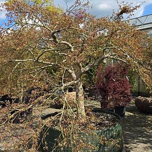 Acer pal. 'Green Globe' Airpot 450/500cm.