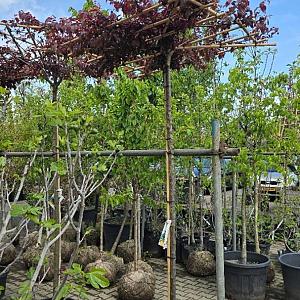 Prunus cer. Nigra Dakvorm Container 35lt. 8/10cm.