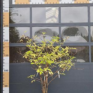 Sambucus nigra Meerstammig Container 90lt. 175/200cm.