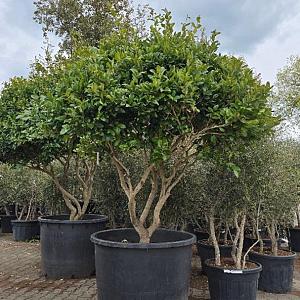 Ligustrum texanum Meerstammig Container 500lt. 200/250cm.