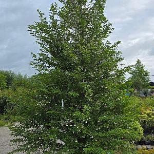 Styrax japonicus 'Snow Cone' Container 180lt. 300/350cm.