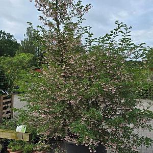 Styrax japonicus 'Pink Chimes' Container 180lt. 300/350cm.