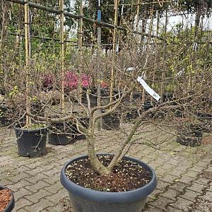 Ulmus minor 'Jacqueline Hillier' Container 50lt. 100/120cm.