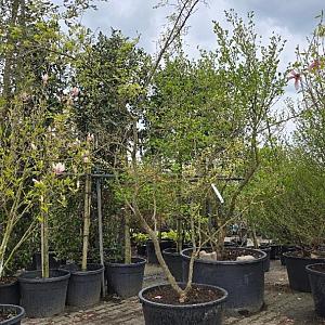 Ulmus parvifolia 'Geisha' Container 180lt. 200/250cm.