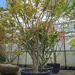 Acer pal. 'Arakawa' Container 160lt. 200/250cm.