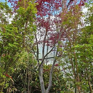 Acer pal. 'Fireglow' Container 600lt. 500/600cm.