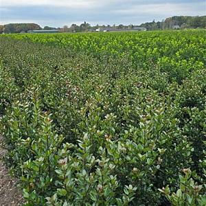 Ilex meserveae 'Heckenpracht' Kluit 40/60cm.