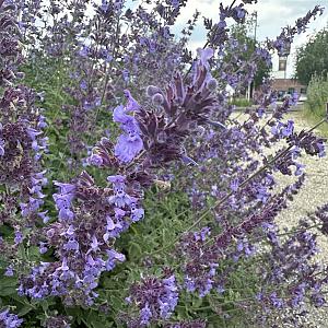 Nepeta faassenii Container 1,3lt.