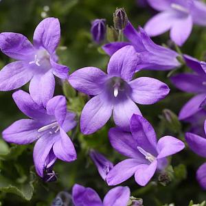 Campanula portenschlagiana Pot 9cm.