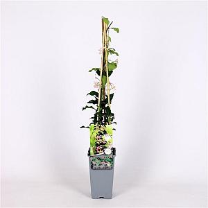 Trachelospermum jas. 'Star of Toscane' Container 2lt. 60/80cm.